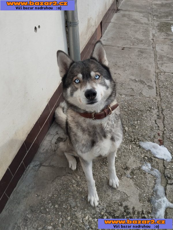 náhled