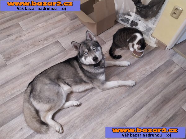 Husky ke krytí 