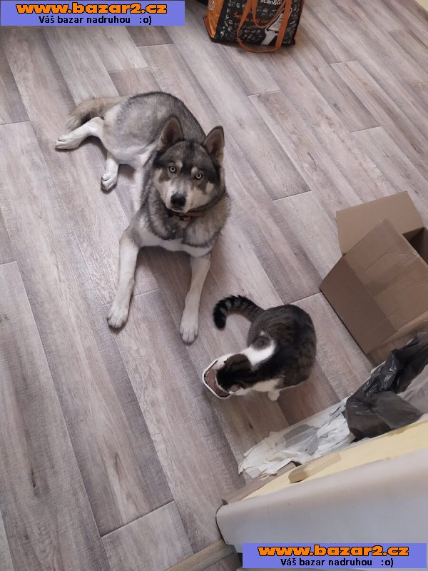 Husky ke krytí 