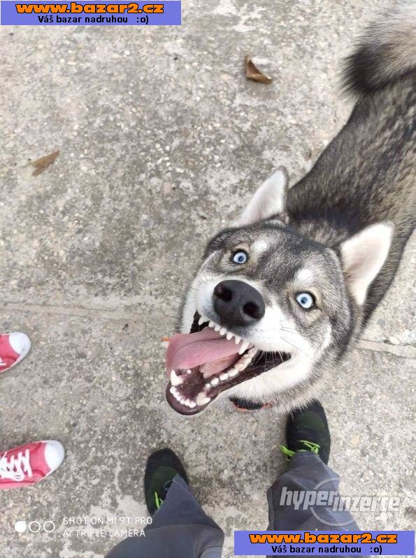 Husky ke krytí 