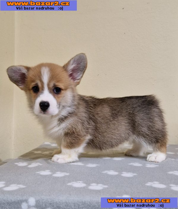 Welsh Corgi Pembroke štěňata