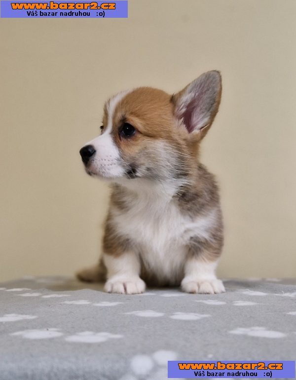 Welsh Corgi Pembroke štěňata