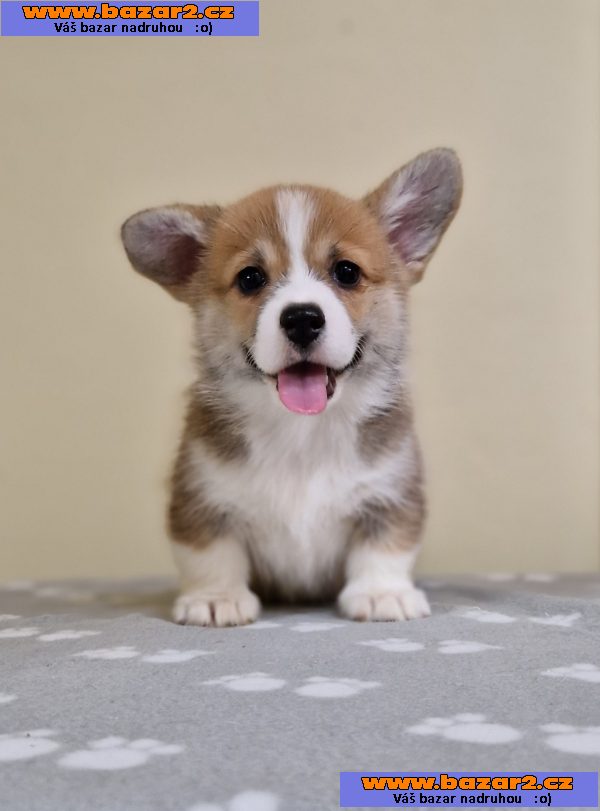 Welsh Corgi Pembroke štěňata