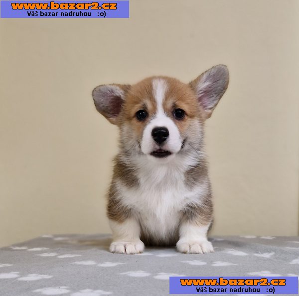 Welsh Corgi Pembroke štěňata