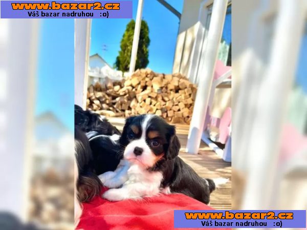 Kupte si štěňata Kavalír King Charles Spaniel