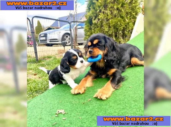 Kupte si štěňata Kavalír King Charles Spaniel