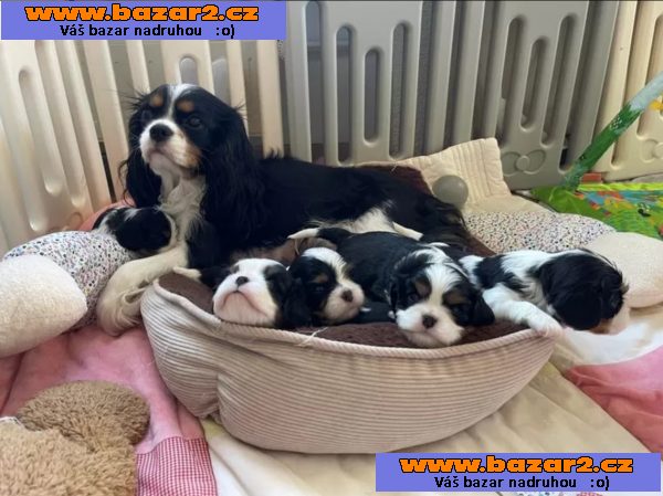 Kupte si štěňata Kavalír King Charles Spaniel
