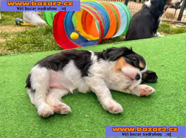 Kupte si štěňata Kavalír King Charles Spaniel