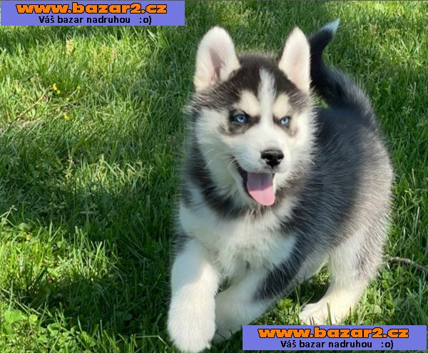 Sibiřský husky