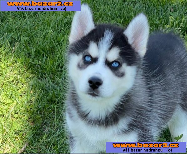 Sibiřský husky