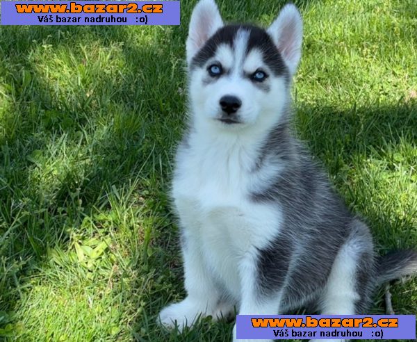 Sibiřský husky
