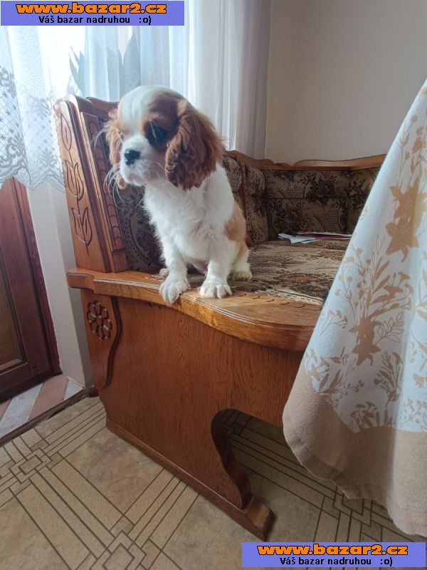 Kavalír king charles španěl