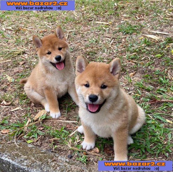 Shiba-Inu štěňata na prodej