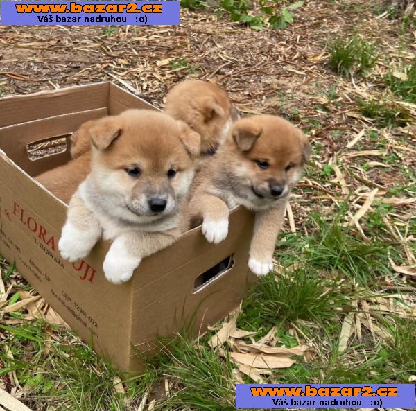 Shiba-Inu štěňata na prodej