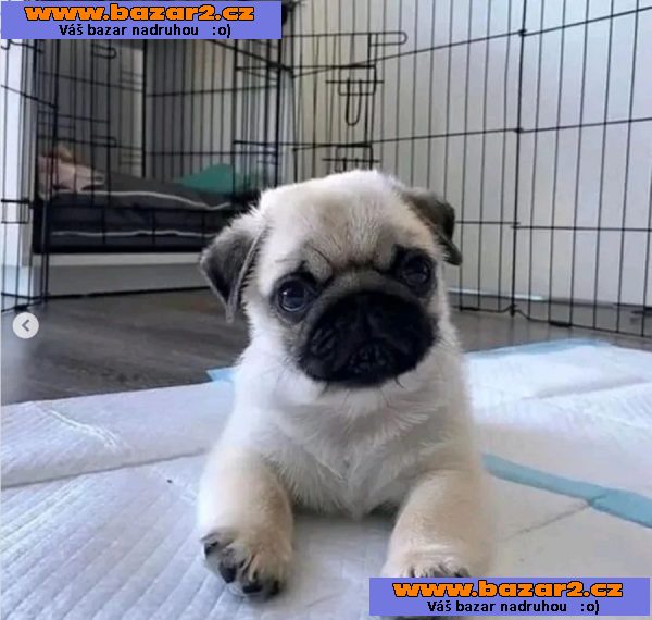 Mops na prodej s PP