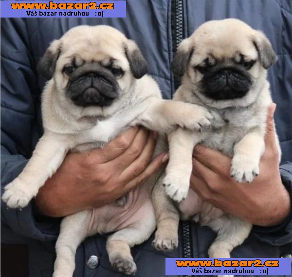 Mops na prodej s PP