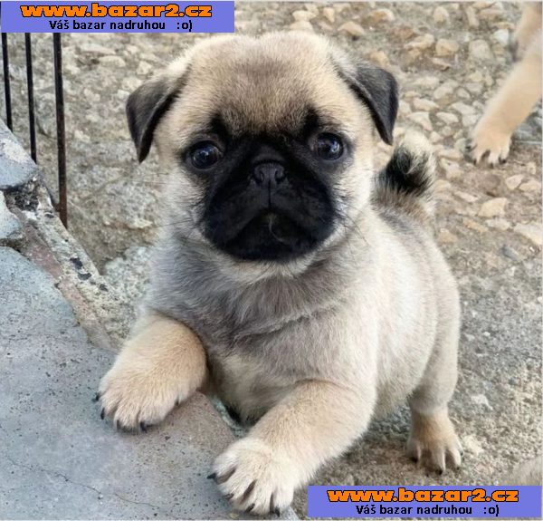 Mops na prodej s PP