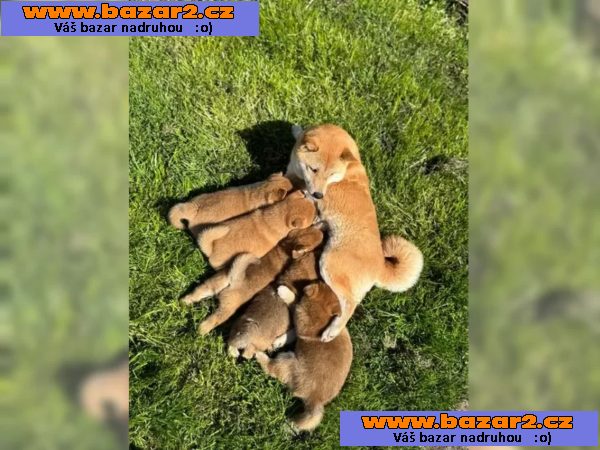 Shiba Inu štěňata s doklady