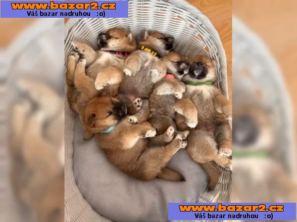Shiba Inu štěňata s doklady