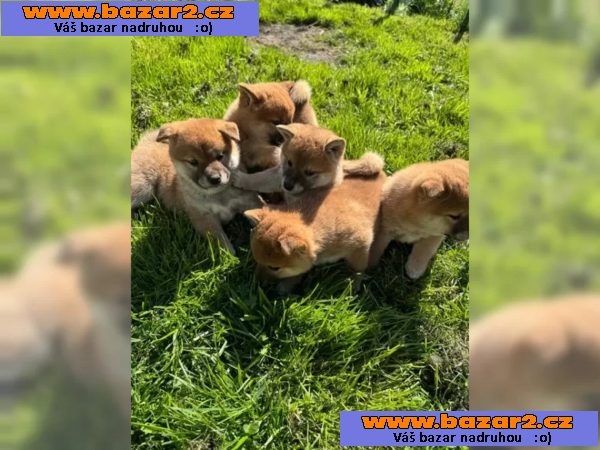 Shiba Inu štěňata s doklady