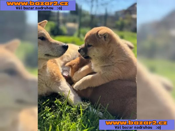 Shiba Inu štěňata s doklady
