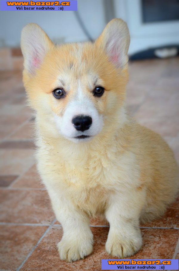 Welsh corgi pembroke štěňata na prodej