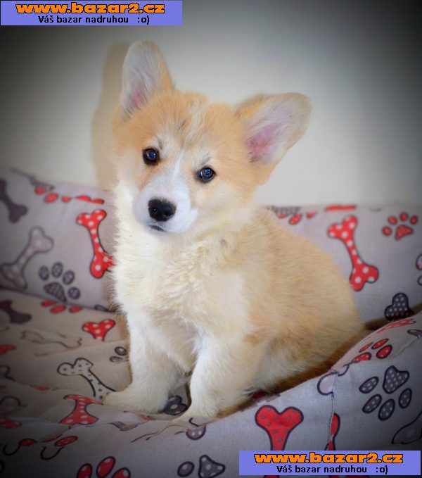Welsh corgi pembroke štěňata na prodej