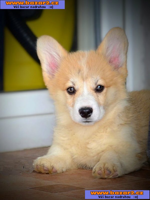 Welsh corgi pembroke štěňata na prodej