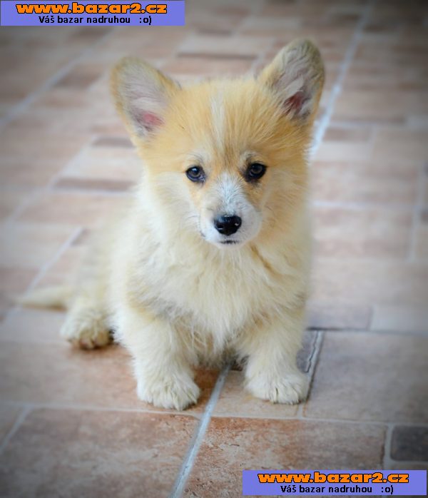 Welsh corgi pembroke štěňata na prodej