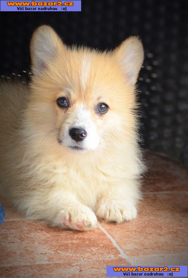 Welsh corgi pembroke štěňata na prodej