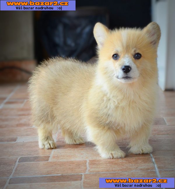 Welsh corgi pembroke štěňata na prodej