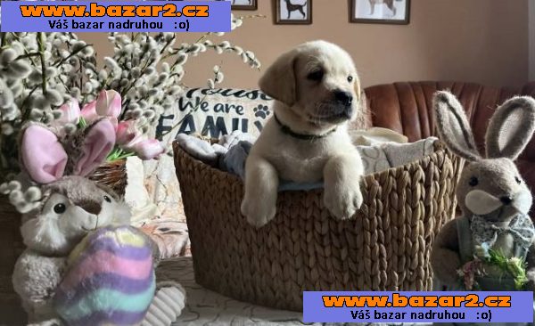 Labrador retriver s PP (smetanová)