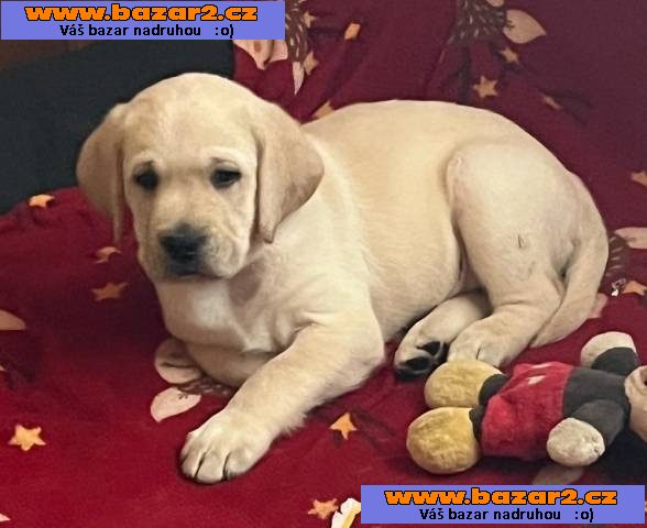 Labrador retriver s PP (smetanová)