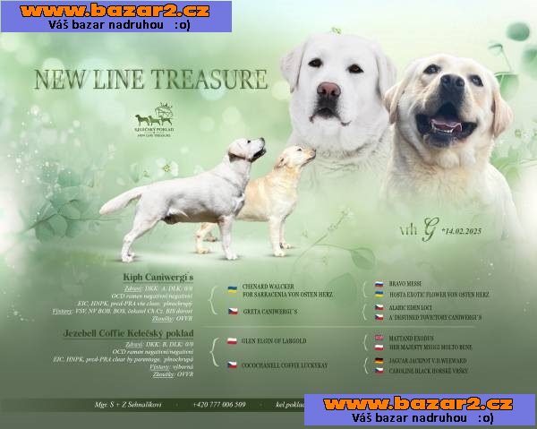 Labrador retriver s PP (smetanová)