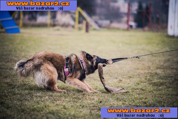 Belgický ovčák Tervueren - štěňátka s PP /pejsek a fenka/