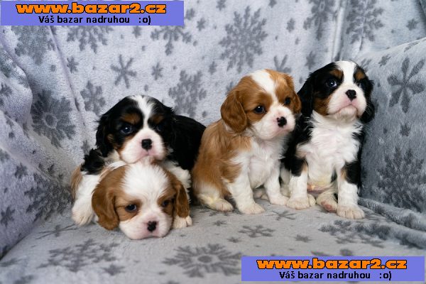Krásné čistokrevná Kavalír King Charles španěl
