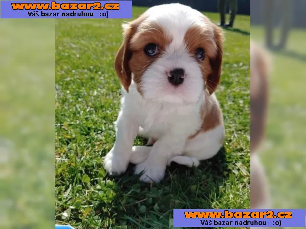 Krásné čistokrevná Kavalír King Charles španěl
