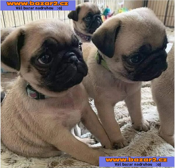 Mops štěňátka na prodej