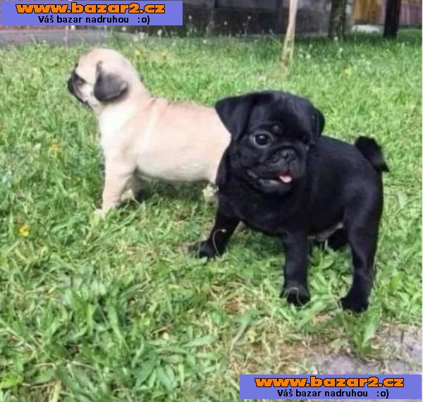 Mops štěňátka na prodej