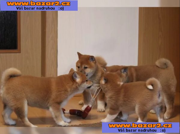 Shiba Inu štěňata na prodej