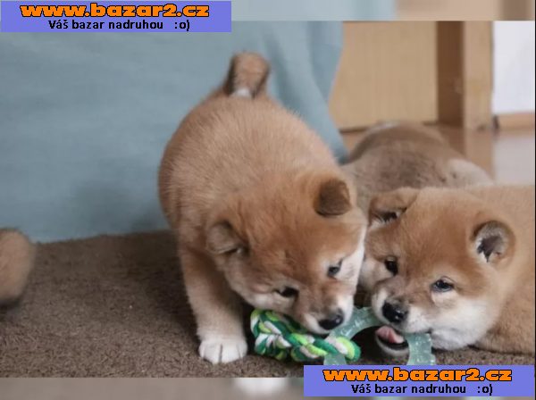 Shiba Inu štěňata na prodej