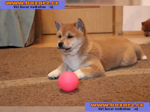 Shiba Inu štěňata na prodej