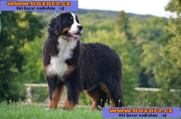 Bernsky salasnicky pes