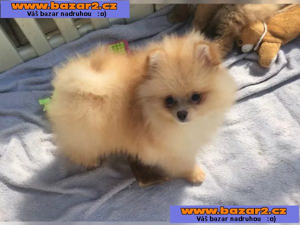 Německý špic trpasličí (Pomeranian)