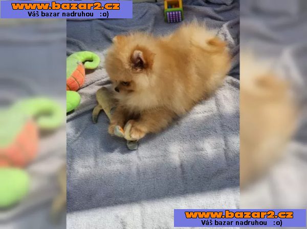 Německý špic trpasličí (Pomeranian)