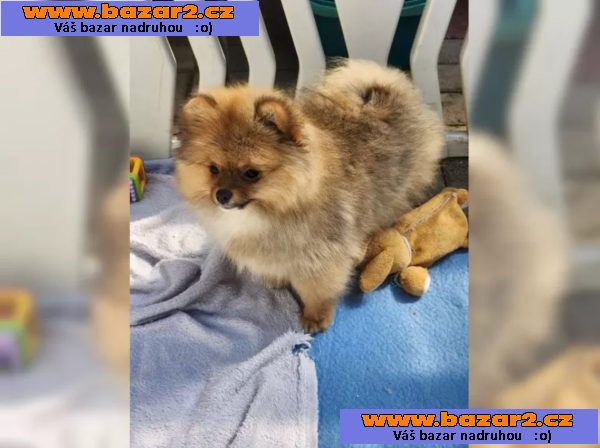 Německý špic trpasličí (Pomeranian)