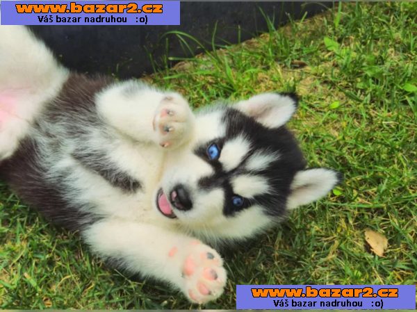 Sibiřský husky