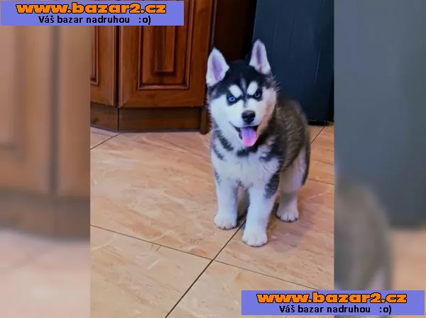 Sibiřský husky