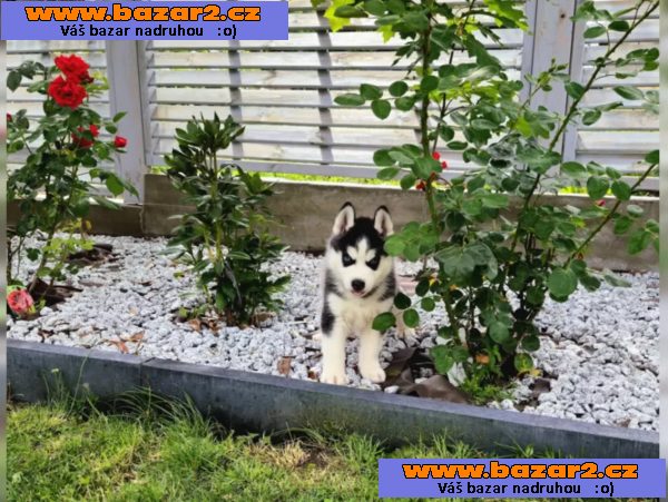 Sibiřský husky