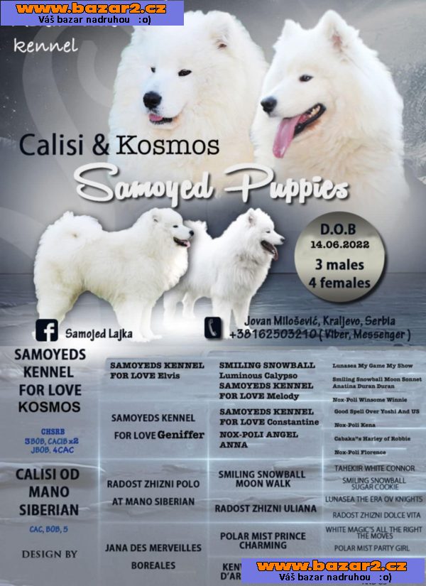 Samojed štěně na prodej